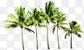 夏日元素植物沙滩椰子树