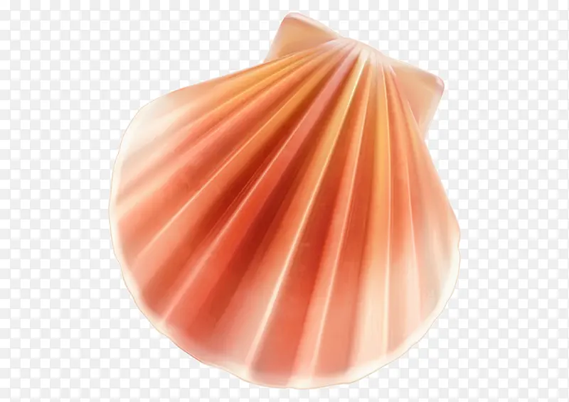 夏天贝壳