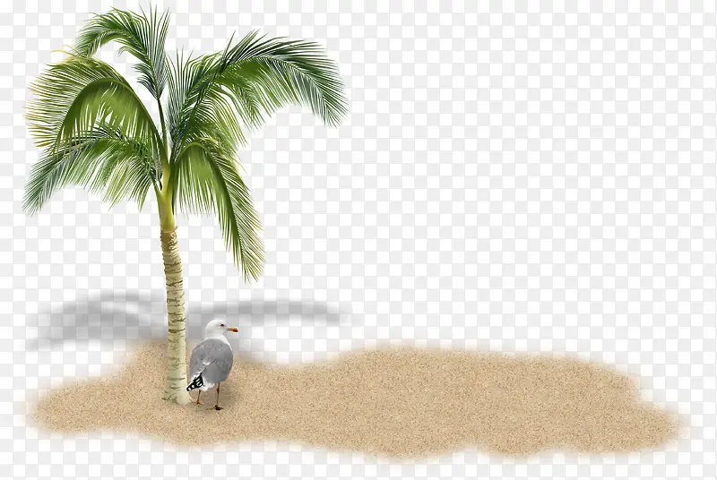 沙滩椰子树海鸥