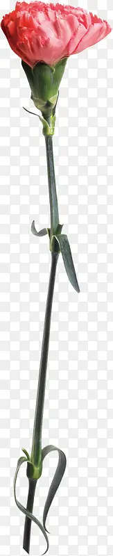 红色的花朵鲜艳海报设计教师节