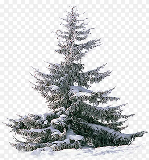 冬季白色松树美景