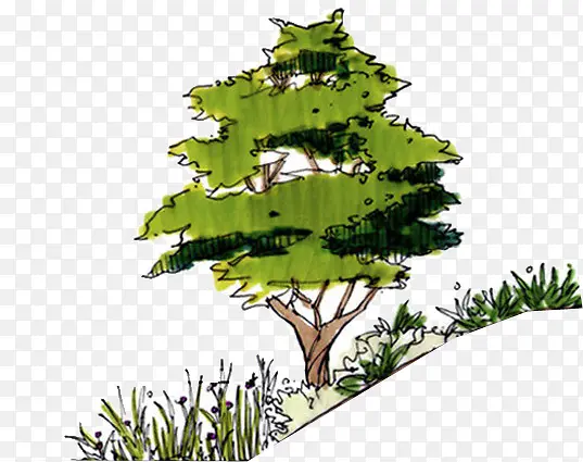 手绘水彩绿色松树