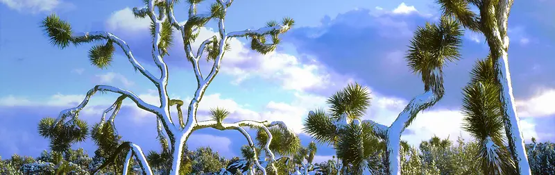 松树雪景摄影banner壁纸