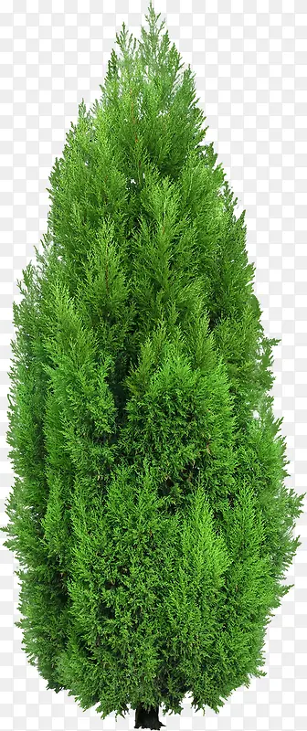 绿色的松树素材