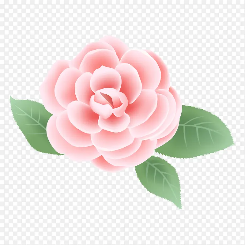 手绘植物花卉