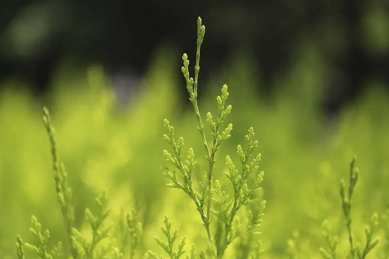 绿色植物照片素材