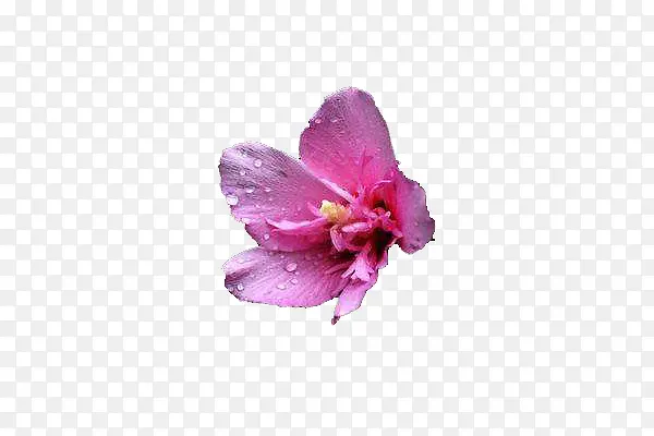 单朵紫金花