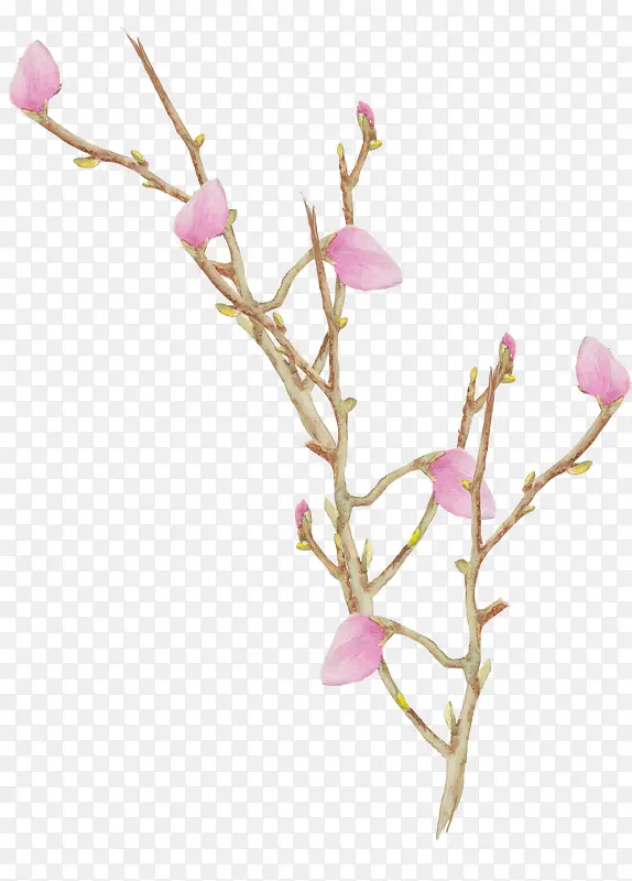 手绘植物花卉