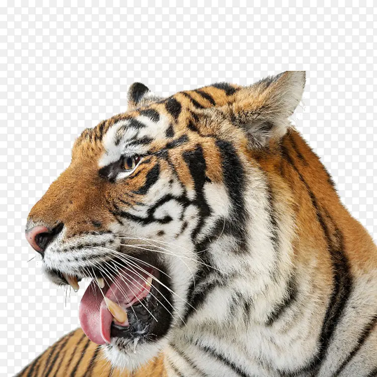 老虎