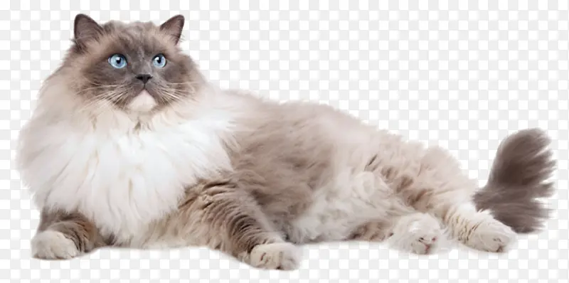 灰色波斯猫