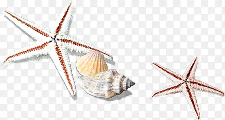 海星贝壳装饰素材