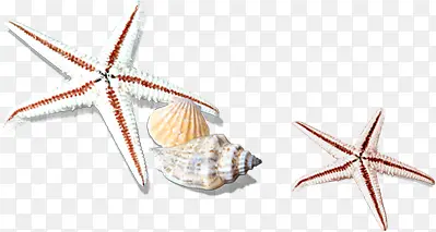 沙滩海星扇贝海螺