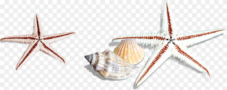 海星海螺素材