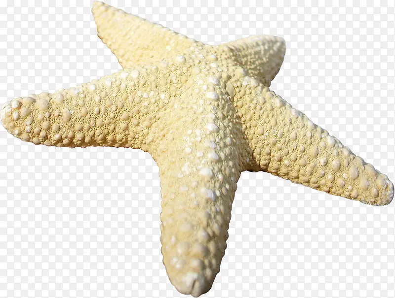 手绘夏日海星卡通效果