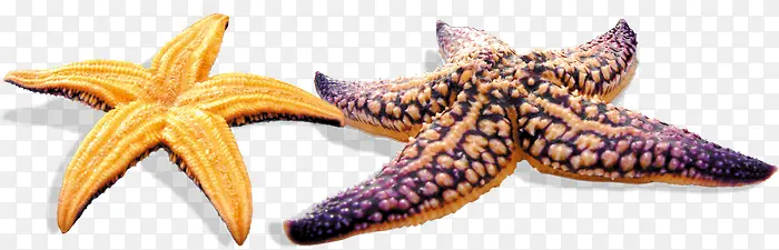 正反面海星装饰