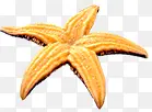 黄色海星小的