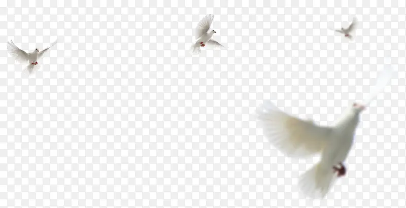飞翔的白色鸽子鸟类