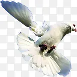 白色飞翔鸽子摄影
