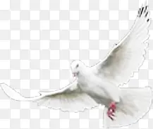 白色手绘飞舞和平鸽