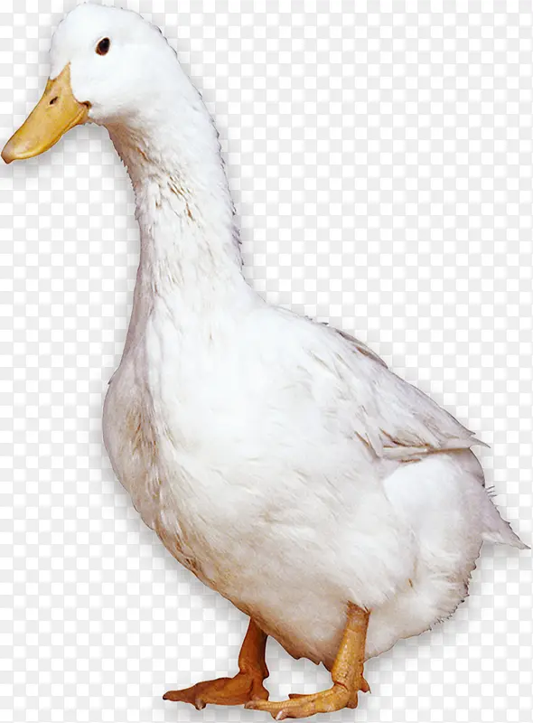 白色鸭子