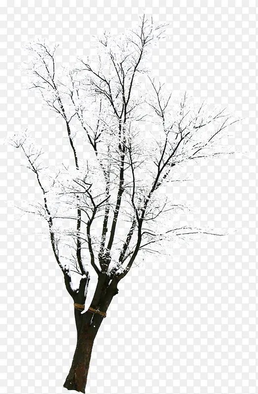 白色大树雪景树木