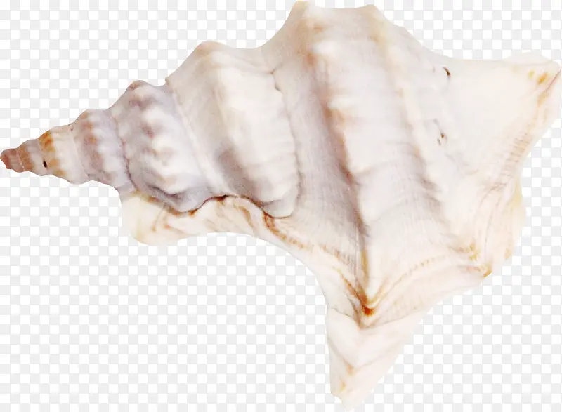 白色大型海螺