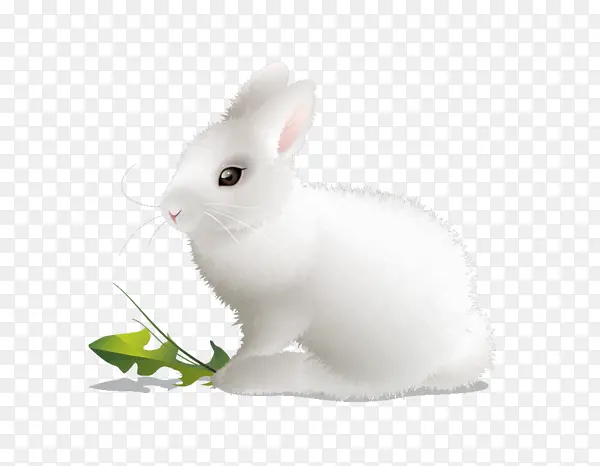 可爱的大白兔