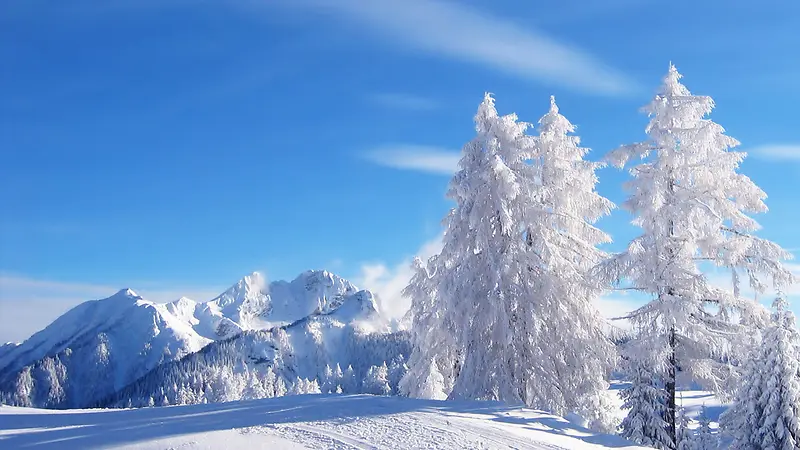 白色创意设计大树冬日