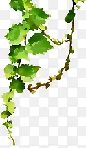 春天绿色手绘藤蔓