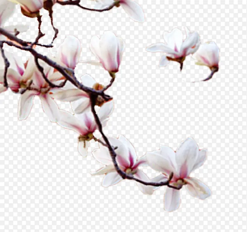 一枝玉兰花