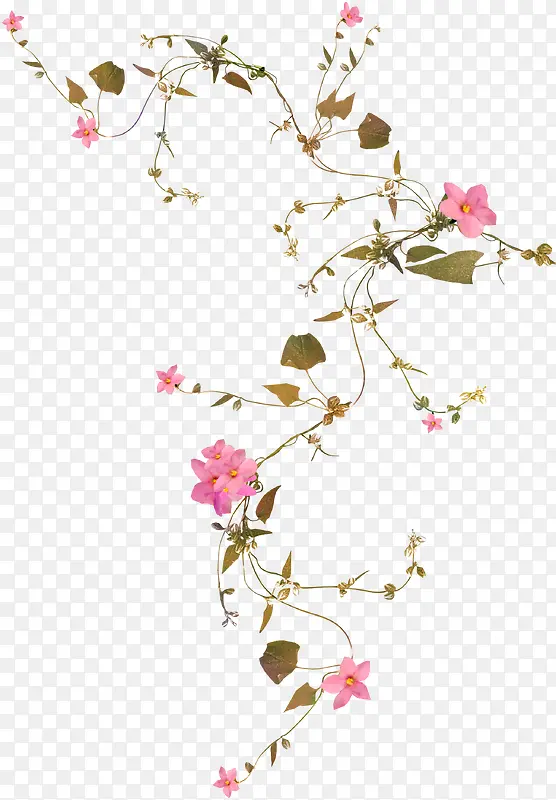 中国风粉色花朵