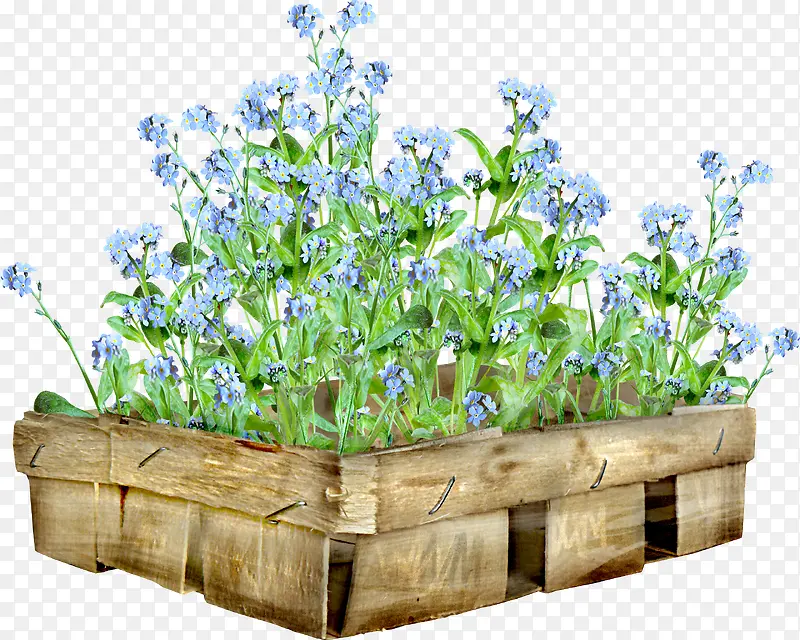 美丽的花