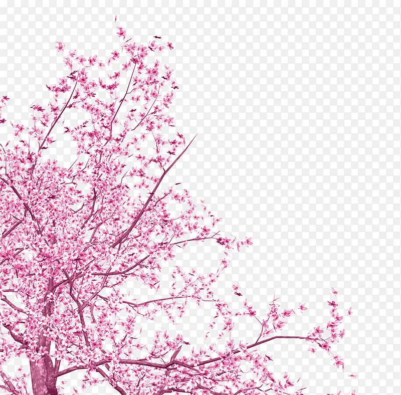 粉色花朵