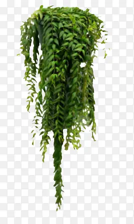 绿色藤蔓植物