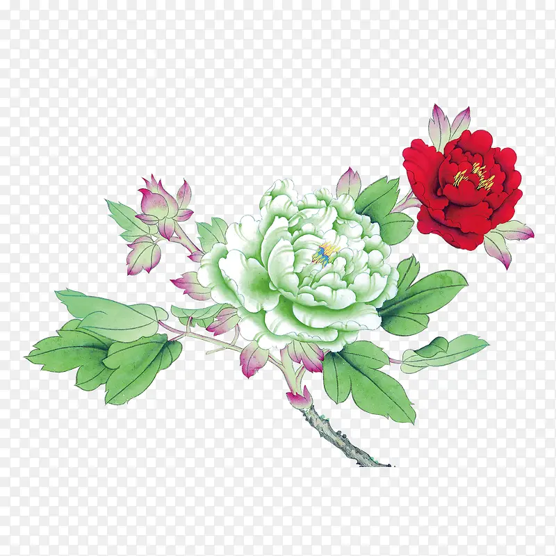 牡丹花 中国风 花朵