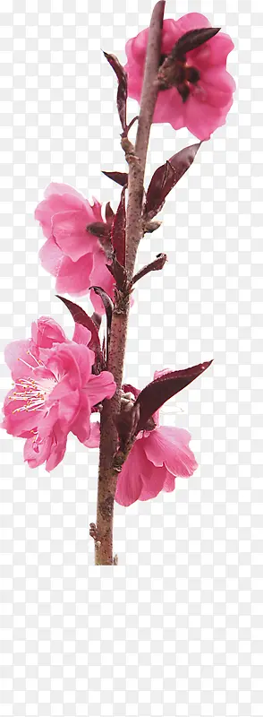 粉色中国风花朵海报装饰