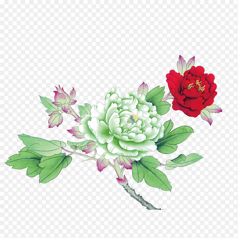 牡丹花 中国风 花朵