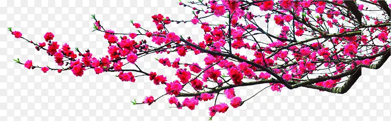 粉色花朵中国风海报