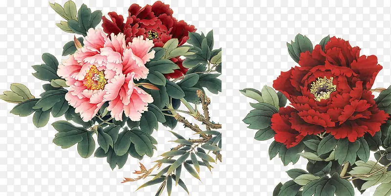 中国风牡丹高清花朵