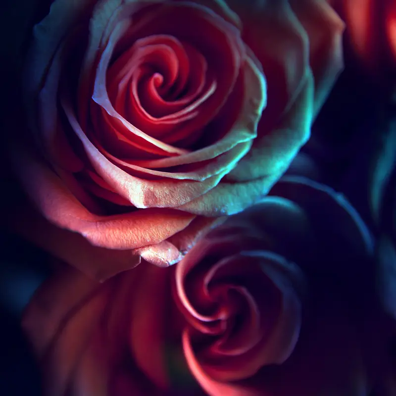 玫瑰花背景底纹