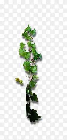 藤蔓植物