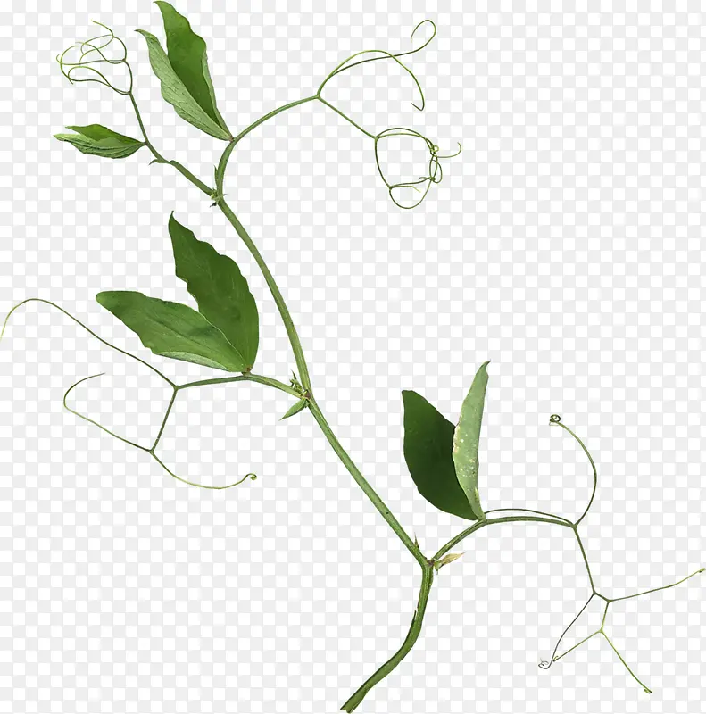 绿色藤蔓蜿蜒背景