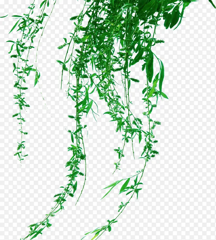 绿色藤蔓植物春天装饰