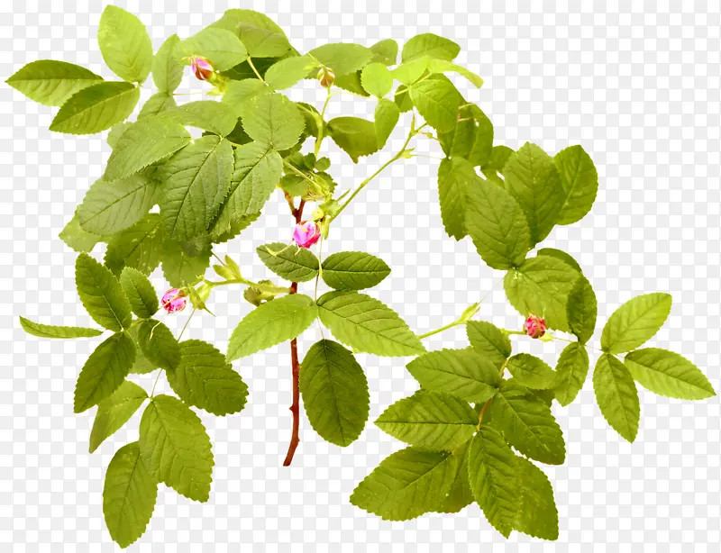 藤草