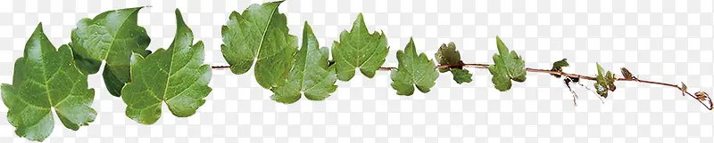 合成创意绿色的植物藤蔓