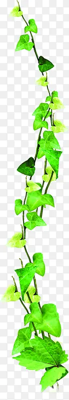 绿色清新藤蔓春天植物