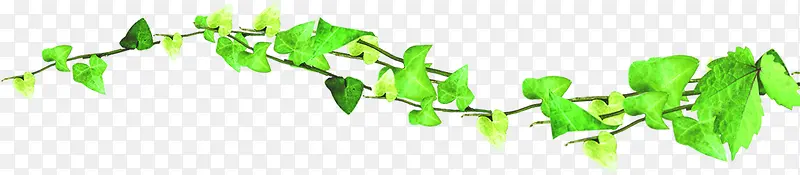 绿色藤蔓春天植物