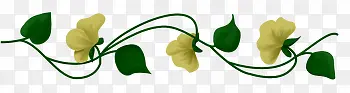 白色的花藤