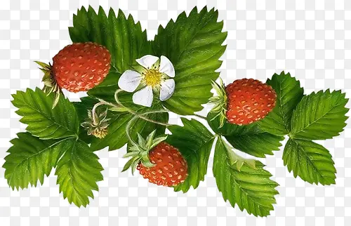 藤蔓上的新鲜草莓