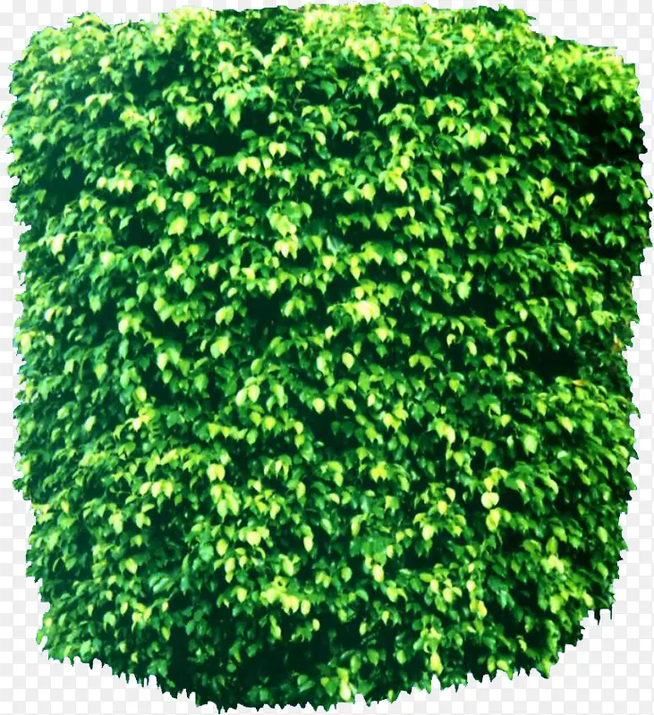 绿色植物藤蔓装饰